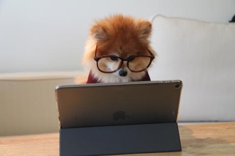 Dog computer